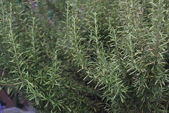 匂いがいい。ローズマリー