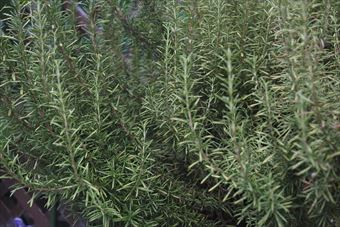 見事に大きくなりました。これはローズマリーです。