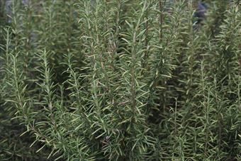 いい香りです。ローズマリー。