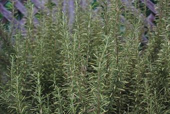 ラティスとハーブ、ローズマリー