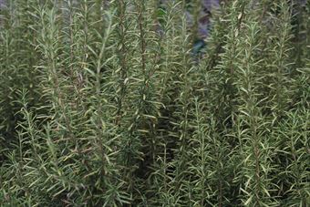 きれいです。ローズマリー。