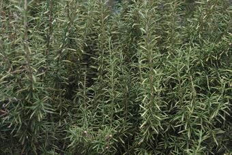 立派なローズマリーです