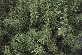 ローズマリーです。きれいでした