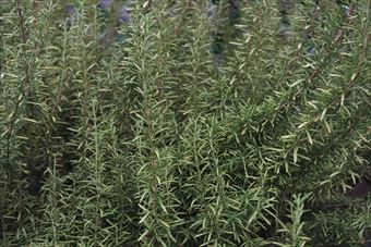 ローズマリー、ハーブの一種です