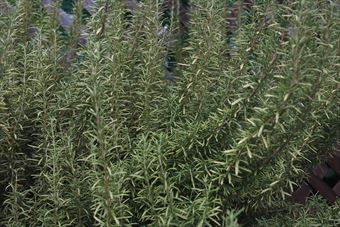 ハーブ園。これはローズマリー