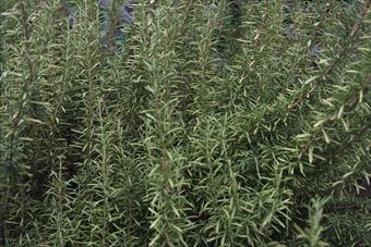 ハーブシリーズ；ローズマリーです