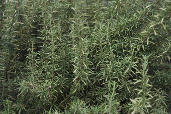 ハーブ、ローズマリー。