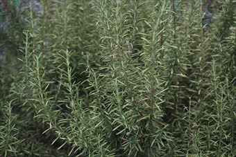 わたしの好きなハーブ。