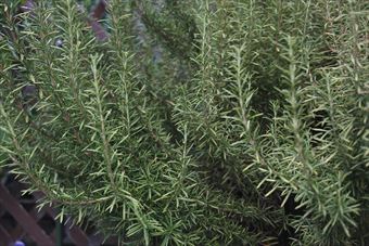 きれいだな、ローズマリー。ハーブ