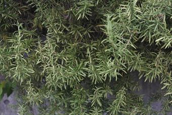 ローズマリーが香っていました