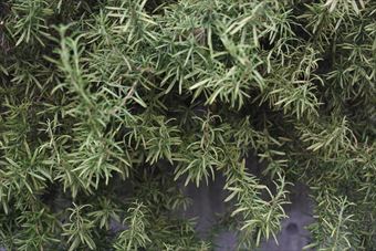 ローズマリー大好き！