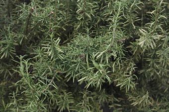 ローズマリー、料理にも重宝だよね