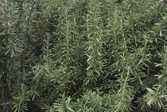 ローズマリー、いい香りです