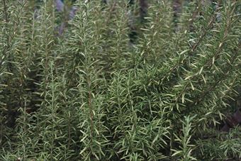 見事なローズマリー