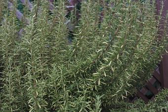 元気のいいローズマリー