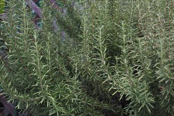 きれいなローズマリー