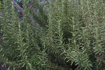 ローズマリー、美しい。