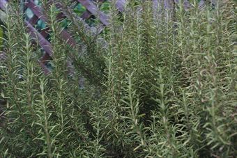 ローズマリーの写真を撮らせてもらいました