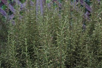 ラティスとローズマリー