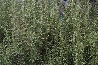 周囲にはローズマリーのいい香りがしていました。