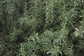 ローズマリーが青々と