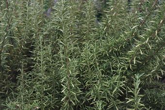 ローズマリーの香りが好き。