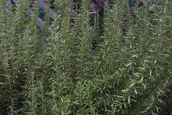 料理にも重宝するローズマリー。