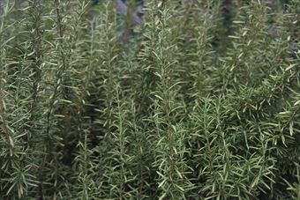 大きく育ったローズマリー。