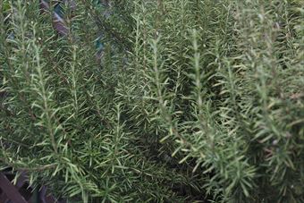 いい香りがしてきました。ローズマリーでした。