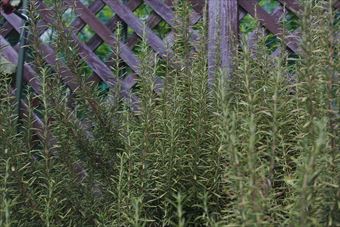 見事なローズマリーを見つけました。