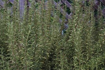 ローズマリー。大好きだな。