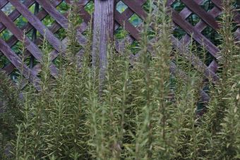 古いラティスとローズマリー。