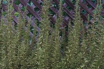 大きなローズマリーです。