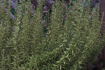 ローズマリーがきれいでした。