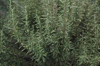 きれいなローズマリー