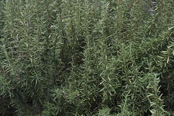 きれいなので写真に撮りました。ローズマリーです