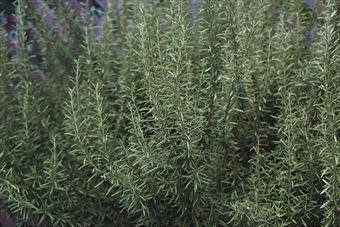 よく育ったローズマリー