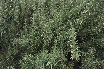 美しいローズマリー