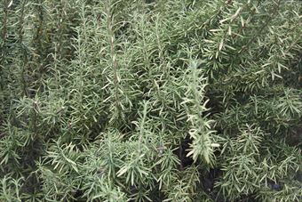 見事なローズマリー