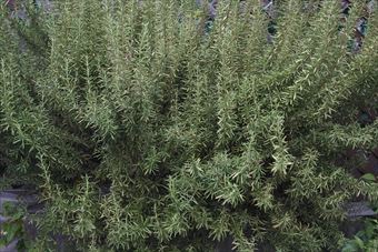 きれいなローズマリー