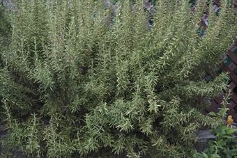 初夏です。ローズマリーです