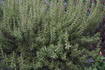 夏のローズマリー