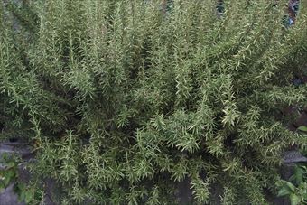 ローズマリーが茂っています