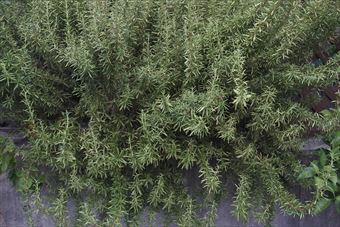 ローズマリーです