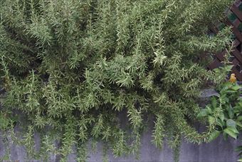 好きな植物。ローズマリー。