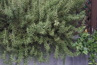 ローズマリーって大好き