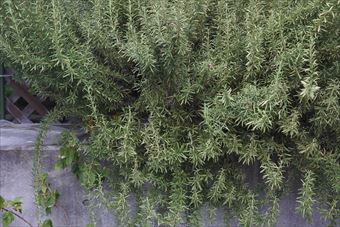 美しいローズマリー