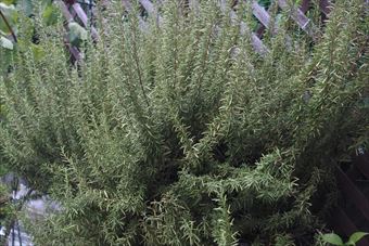 ローズマリーがきれい