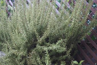 ローズマリーっていい香り