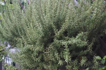 ローズマリーだと思う